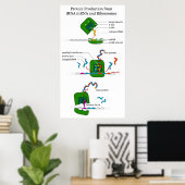 タンパク質翻訳におけるtRNA mRNAリボソーム機能 ポスター (ホームオフィス)