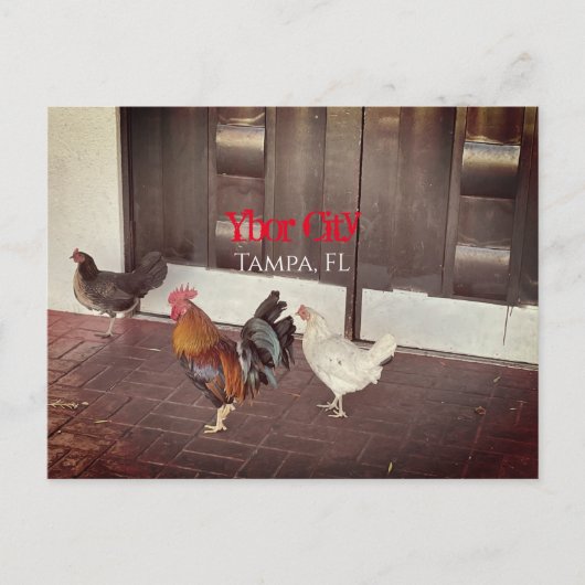 タンパFLORIDA,イボールシティ ポストカード (正面)