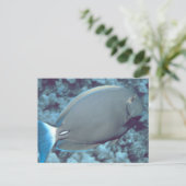 タンフィッシュ ポストカード (スタンド正面)