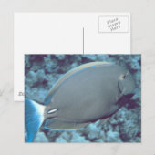 タンフィッシュ ポストカード (正面/裏面)