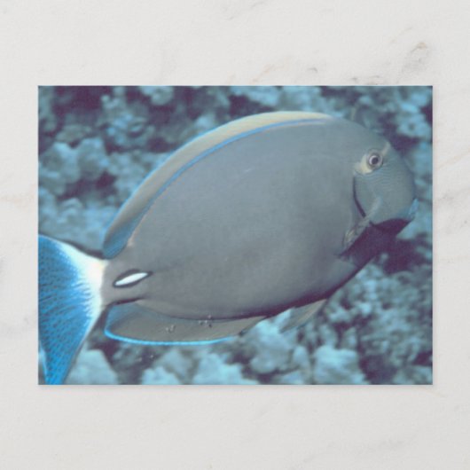 タンフィッシュ ポストカード (正面)