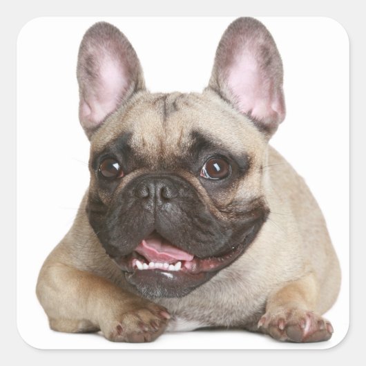 タンフランスのブルドッグブラウン スクエアシール (正面)