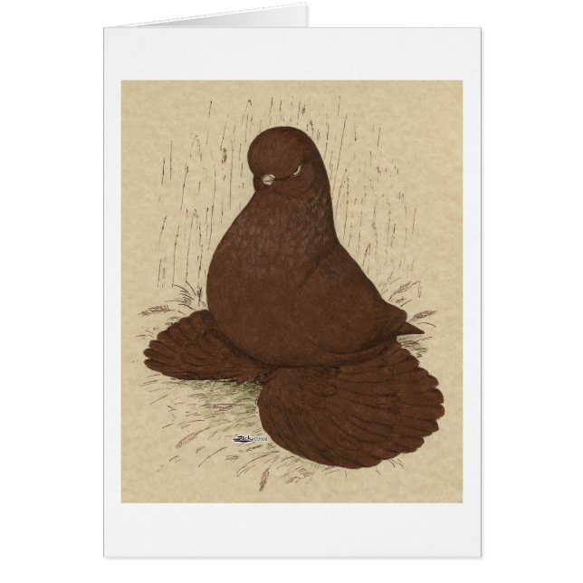 タンブラー鳩が赤い顔をした (正面)