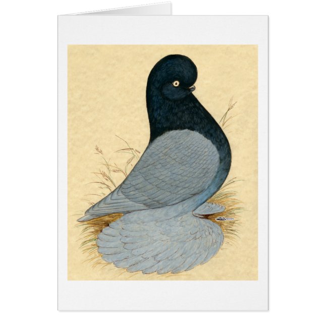 タンブラー鳩はアンダルシアを無口にした (正面)