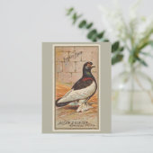 タンブラー・ピジョン ポストカード (スタンド正面)