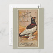 タンブラー・ピジョン ポストカード (正面/裏面)