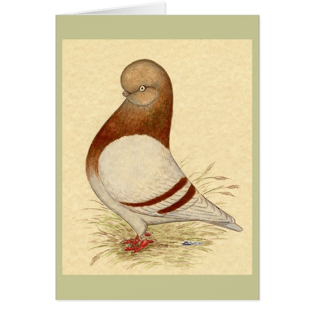 タンブラー・ピジョン： LFCL Mealy (正面)