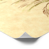 タンブラー・ピジョン： LFCL Mealy ポスター (角)