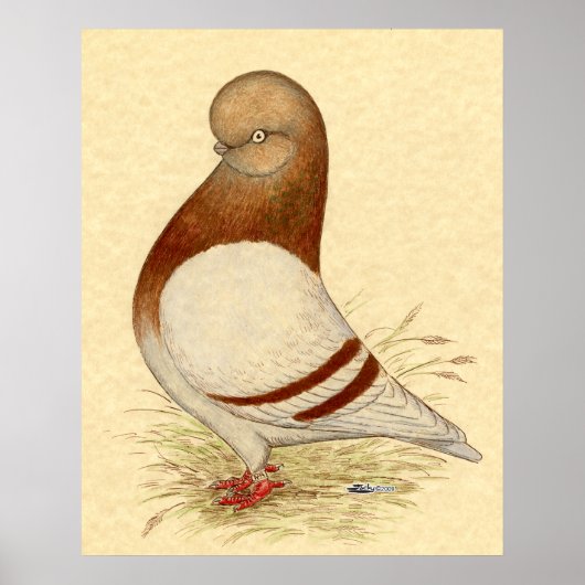 タンブラー・ピジョン： LFCL Mealy ポスター (正面)