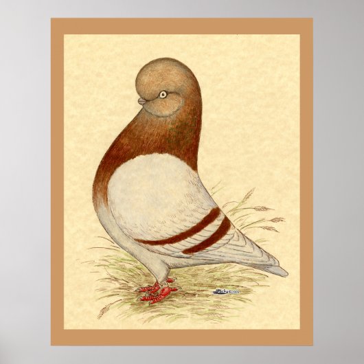 タンブラー・ピジョン: LFCL Mealy ポスター (正面)