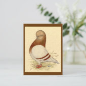 タンブラー・ピジョン： LFCL Mealy ポストカード (スタンド正面)