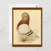 タンブラー・ピジョン： LFCL Mealy ポストカード (正面/裏面)