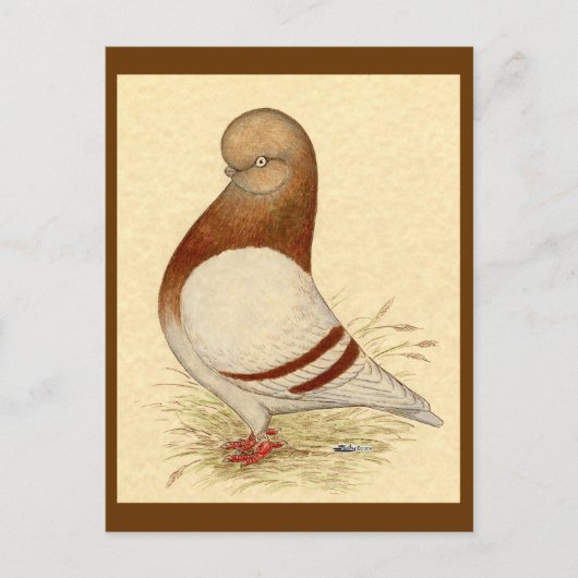 タンブラー・ピジョン： LFCL Mealy ポストカード (正面)