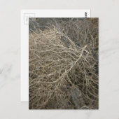 タンブル素朴ウィード ポストカード (正面/裏面)