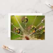 タンポポと水滴 カード (正面/裏面インサイチュ)