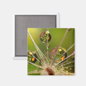 タンポポと水滴 マグネット (正面/裏面)