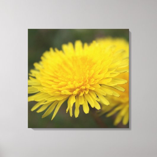 タンポポの夢。黄かわいらし野花 キャンバスプリント (正面)