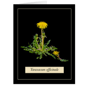 タンポポの植物カード