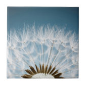 タンポポの種 タイル (正面)