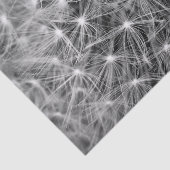 タンポポの綿毛のマクロ 薄葉紙 (詳細)