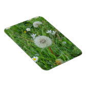 タンポポの花が風を待っている マグネット (右側)