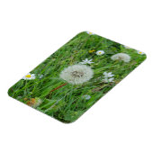 タンポポの花が風を待っている マグネット (左側)