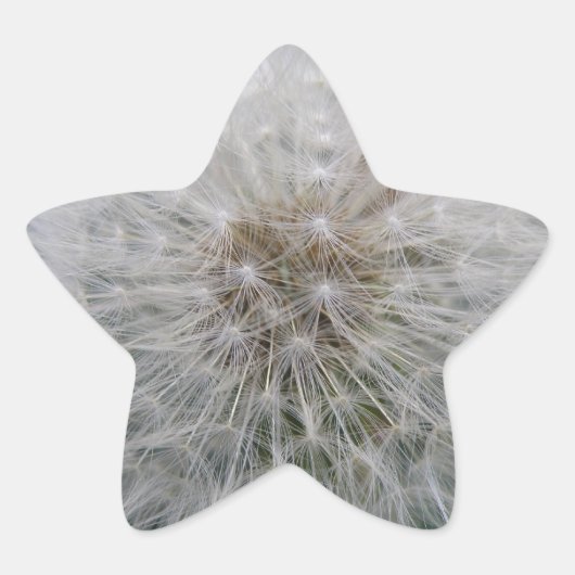 タンポポの花シールの播種 星シール (正面)