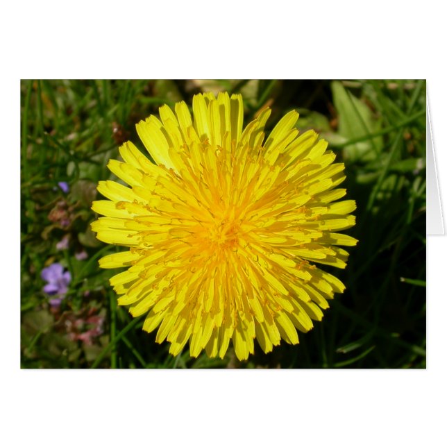 タンポポの花 (正面横)