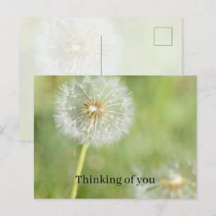 タンポポの花 想いを込めて (私の撮影) ポストカード