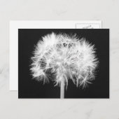 タンポポの郵便はがき ポストカード (正面/裏面)