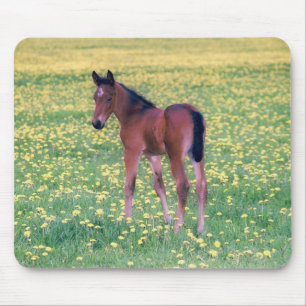 タンポポの野原の子馬 マウスパッド