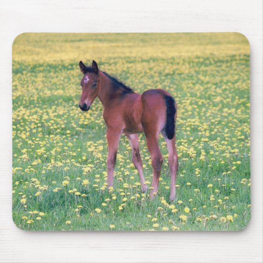 タンポポの野原の子馬 マウスパッド (正面)