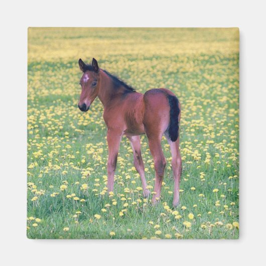 タンポポの野原の子馬 マグネット (正面)