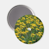 タンポポの黄色のフィールドのオランダフロー マグネット (正面/裏面)