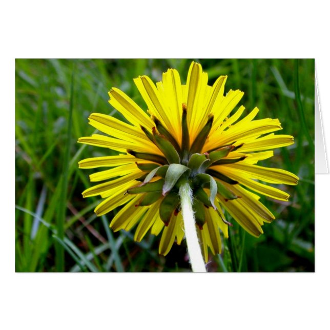 タンポポの (正面横)