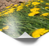 タンポポは中央のセシス城を取り囲む フォトプリント            (角)