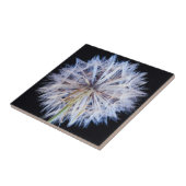 タンポポポ(Taraxacum Officinale)種子頭 タイル (側面)