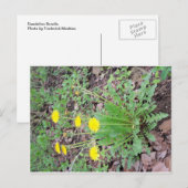 タンポポ束 ポストカード (正面/裏面)