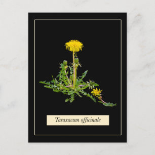 タンポポ植物学 ポストカード