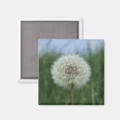 タンポポ磁石 マグネット (正面/裏面)