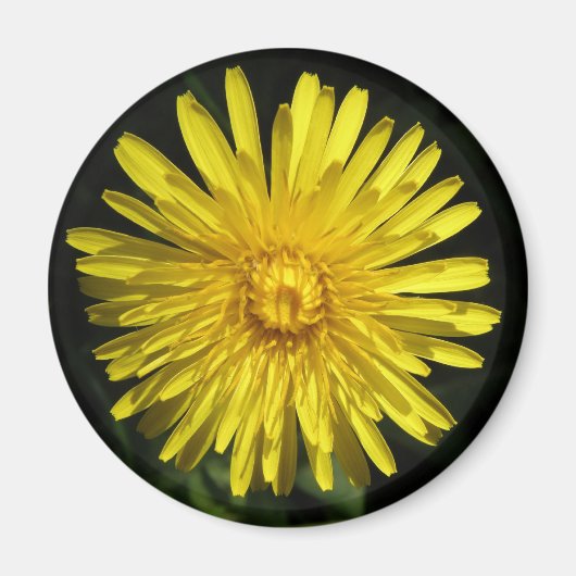 タンポポ磁石 マグネット (正面)