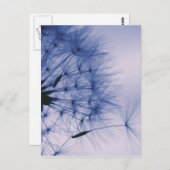 タンポポ種子 ポストカード (正面/裏面)