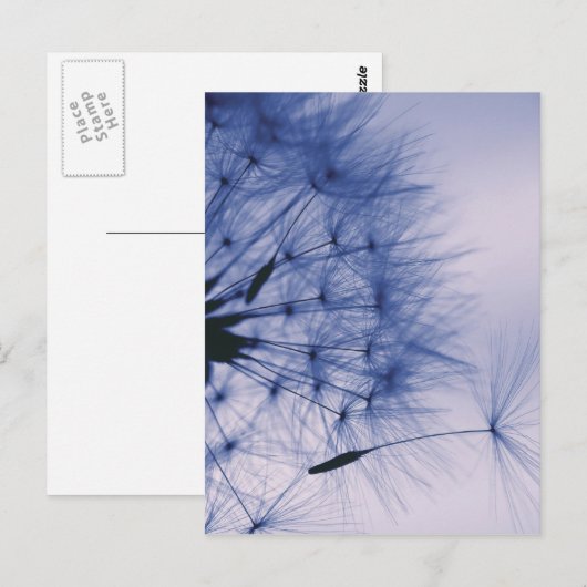 タンポポ種子 ポストカード (正面/裏面)