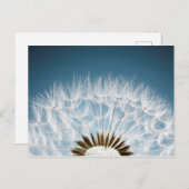 タンポポ種子 ポストカード (正面/裏面)