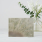 タンポポ種子 ポストカード (スタンド正面)