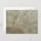 タンポポ種子 ポストカード (正面/裏面)