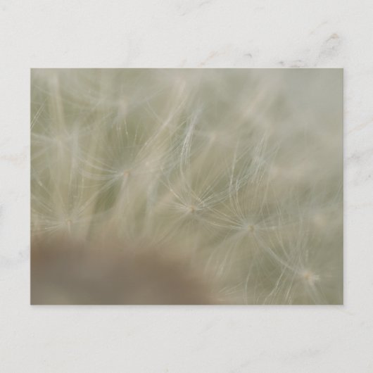 タンポポ種子 ポストカード (正面)