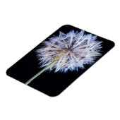 タンポポ種子 マグネット (左側)