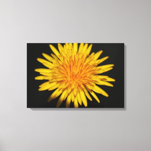 タンポポ花24x16 (60x40cm)ワッカ キャンバスプリント (正面)