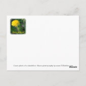 タンポポ花 |フローラとマクロ写真 ポストカード (裏面)